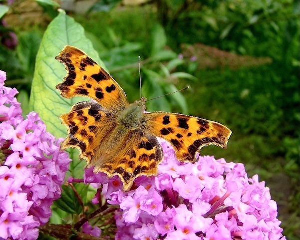 comma